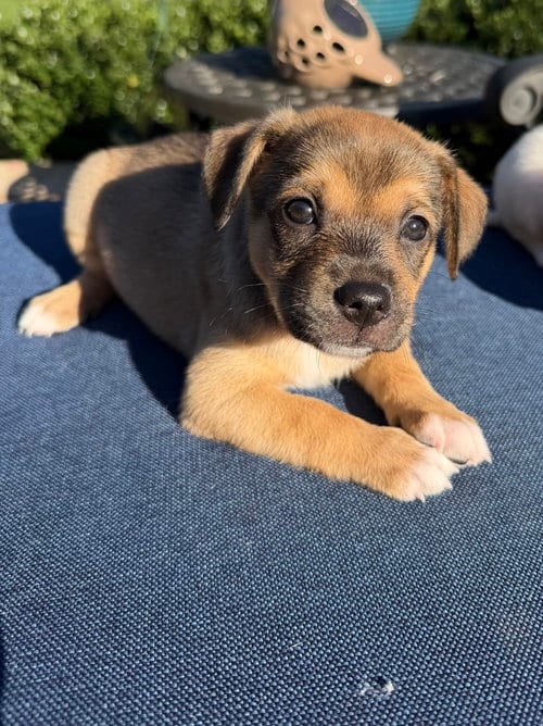 Photo of Poppy, adoptable Spaniel in Willingboro, New Jersey