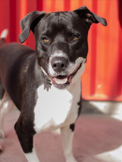 Photo of Loaf, adoptable Pit Bull Terrier in Tracy, California