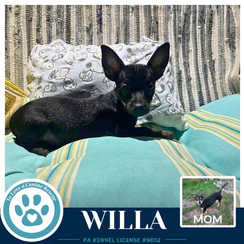 Photo of Willa (Scooters Skittles) 100326, adoptable Chihuahua in Kimberton, Pennsylvania