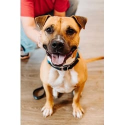 Photo of Shrimp, adoptable Mixed Breed (Medium) in New Castle, Delaware