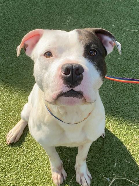 Photo of Sparrow, adoptable Pit Bull Terrier in Fayetteville, North Carolina