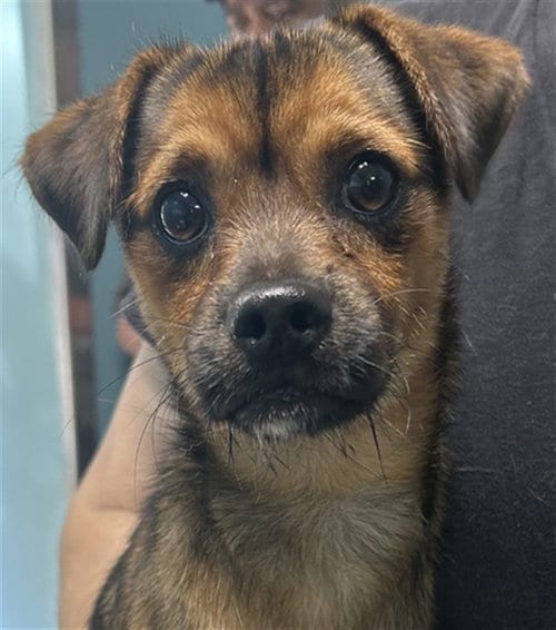 Photo of York, adoptable Terrier in Holbrook, New York