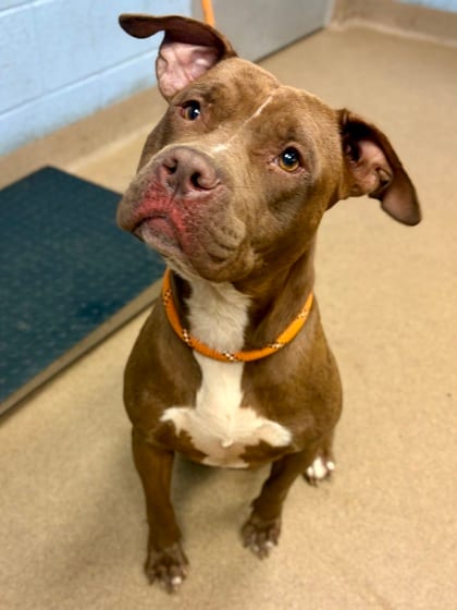 Photo of Chica, adoptable dog in Chamblee, Georgia