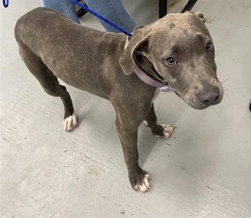 Photo of Oceana, adoptable American Staffordshire Terrier in Waco, Texas