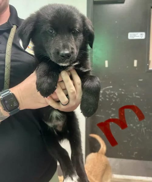 Photo of Oreo (NY-Sarah), adoptable Newfoundland Dog in SHERBURNE, New York