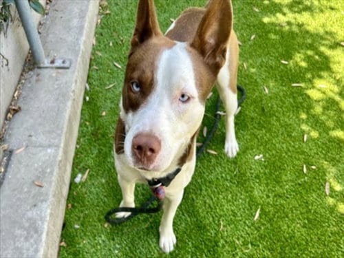 Photo of Skipper, adoptable Pit Bull Terrier in Los Angeles, California