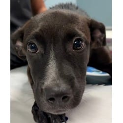 Photo of Theodosia, adoptable Labrador Retriever Terrier (Unknown Type, Medium) in San Antonio, Texas