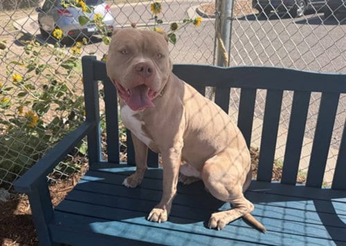 Photo of Moomba, adoptable American Pit Bull Terrier in Denver, Colorado