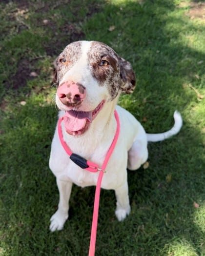 Photo of Aniah, adoptable Pointer, German Shorthaired/Border Collie in Bakersfield, California
