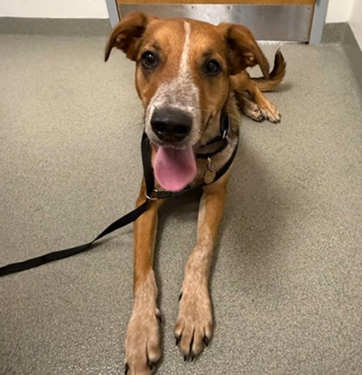 Photo of Dodger, adoptable Mixed Breed (Medium) in Orlando, Florida