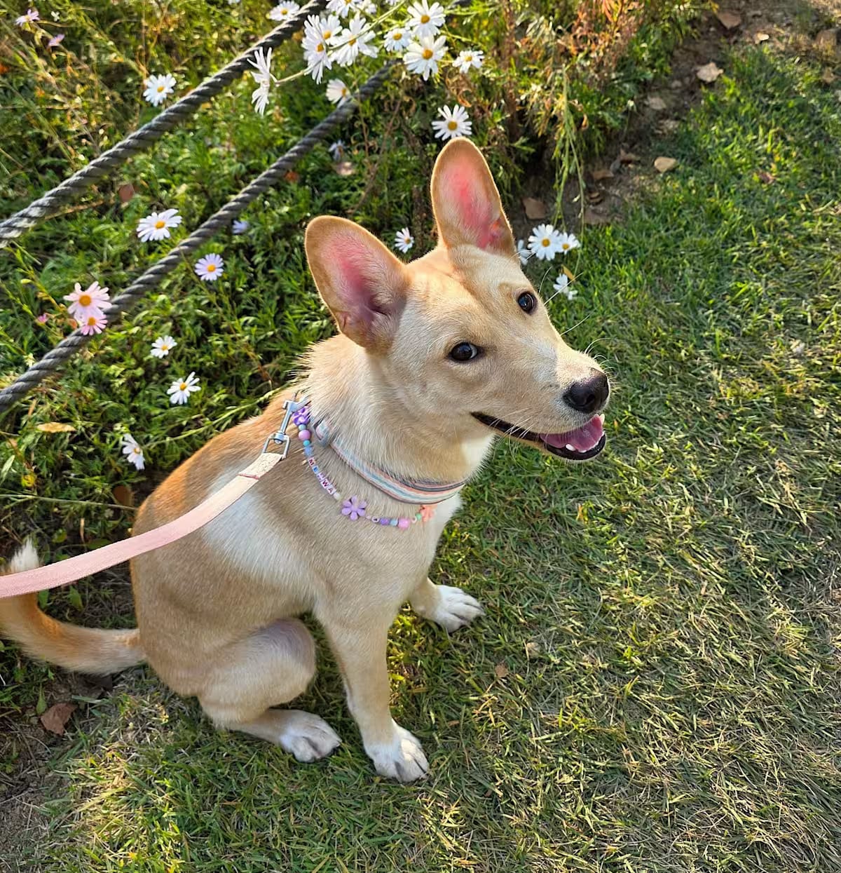 Photo of May, adoptable Basenji Jindo in Washington, District of Columbia