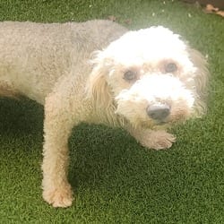 Photo of Brandi 3453, adoptable Labrador Retriever Poodle (Miniature) in Loxahatchee, Florida