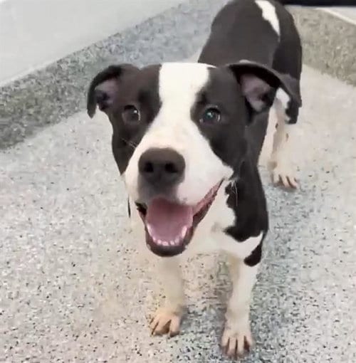 Photo of Panda, adoptable Pit Bull Terrier in Houston, Texas