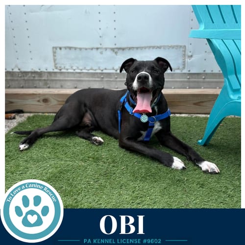 Photo of Obi (aka Perry) (Sugarplums) 120724, adoptable Labrador Retriever in Kimberton, Pennsylvania