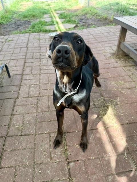 Photo of Rachael, adoptable Doberman Pinscher in Houston, Texas
