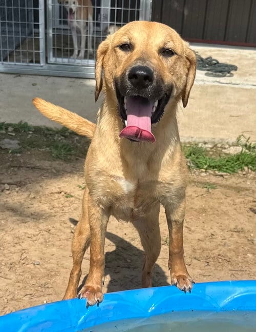 Photo of Darcy, adoptable Labrador Retriever in Corning, Arkansas
