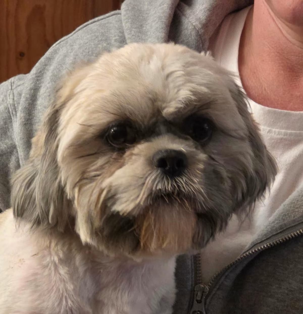 Photo of Tashi, adoptable Shih Tzu in Parsippany, New Jersey