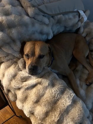 Photo of Stella, adoptable dog in Atlanta, Georgia