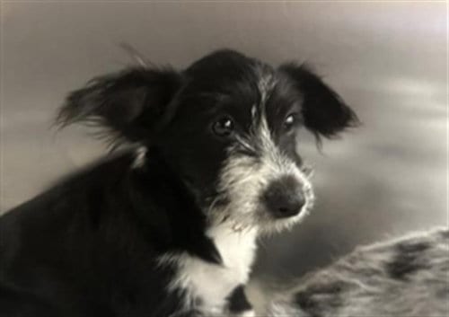 Photo of Phil, adoptable Australian Terrier in Thousand Palms, California