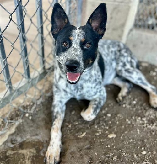 Photo of Pop, adoptable Australian Shepherd in Riverside, California