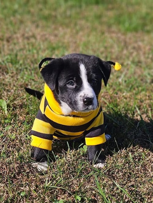 Photo of Presley, adoptable Australian Cattle Dog/Blue Heeler in Berlin, New Jersey