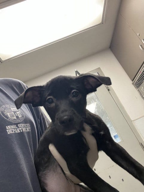 Photo of Monica, adoptable Labrador Retriever in Van Nuys, California