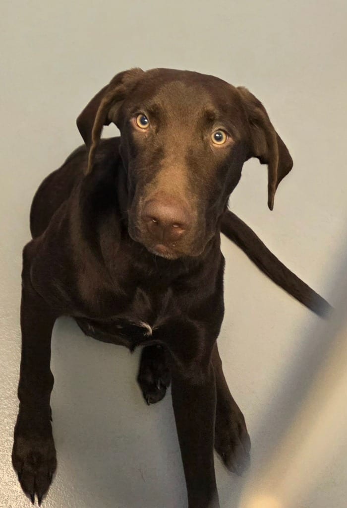 Photo of Sir Chomps Alot, adoptable Labrador Retriever in Hartsville, South Carolina
