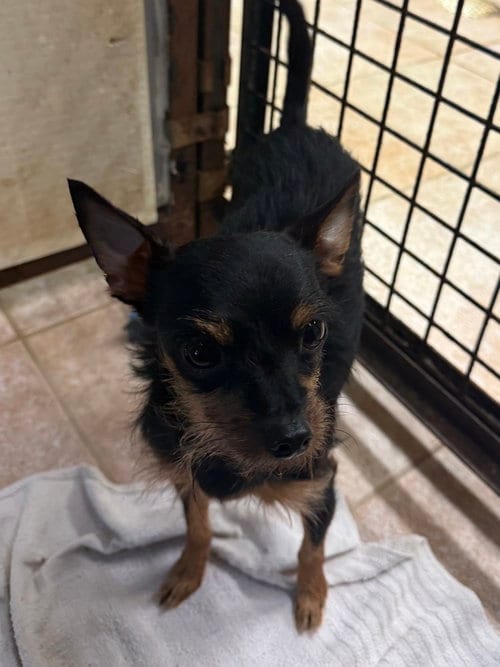 Photo of Lulu, adoptable Miniature Pinscher in Osgood, Indiana