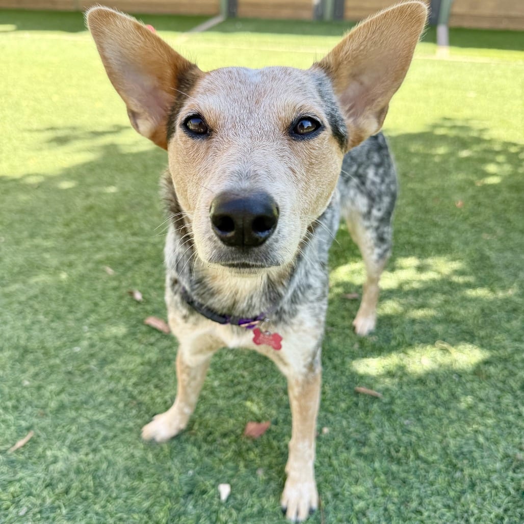 Photo of Robin, adoptable Cattle Dog in Agoura Hills, California
