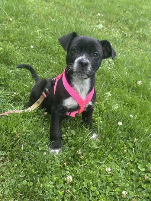 Photo of Rainbow (NY-Emily), adoptable Labrador Retriever in SHERBURNE, New York
