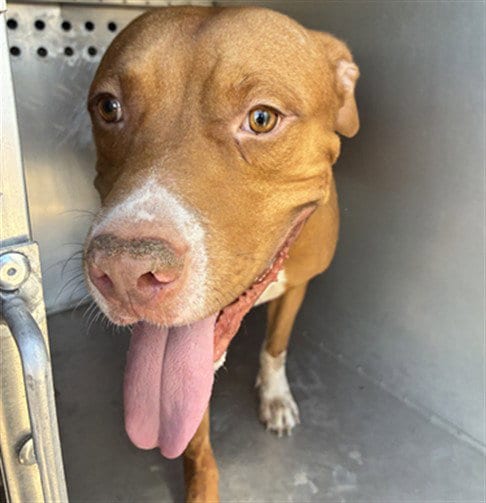 Photo of Brodie, adoptable American Pit Bull Terrier in Phoenix, Arizona