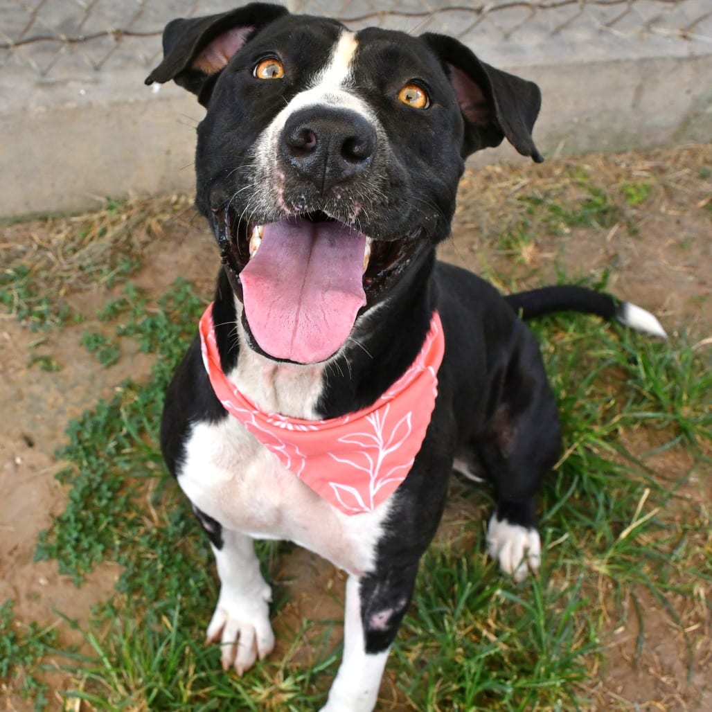Photo of Pearl, adoptable Terrier, Pit Bull in Beaumont, Texas