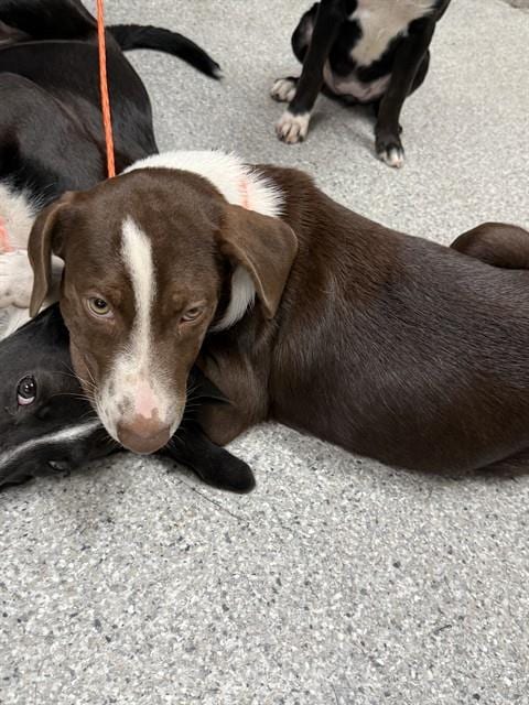Photo of A188757, adoptable Labrador Retriever in Pasadena, Texas
