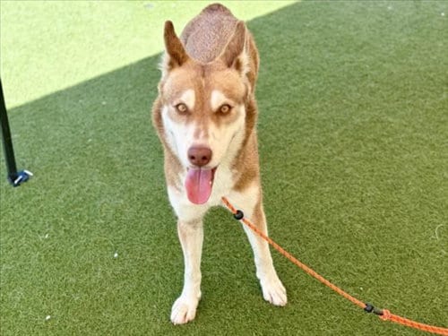Photo of Alta, adoptable Siberian Husky in Los Angeles, California