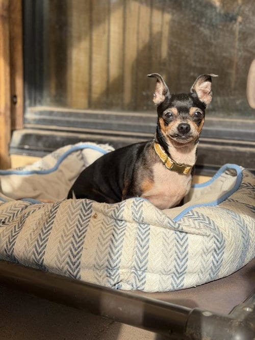 Photo of Gidgy, adoptable Chihuahua in Santa Maria, California