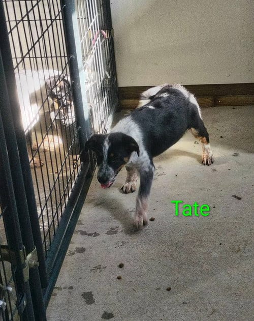 Photo of Tate, adoptable Beagle in Stover, Missouri