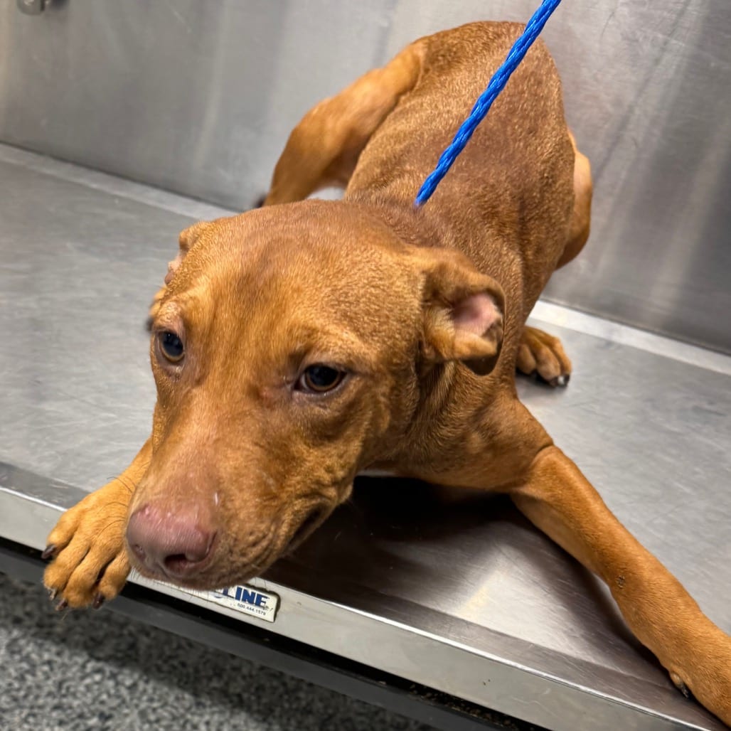Photo of Milton, adoptable Terrier, Pit Bull in Jacksonville, North Carolina