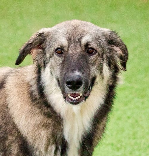 Photo of Pookah, adoptable Shepherd in Canton, Connecticut