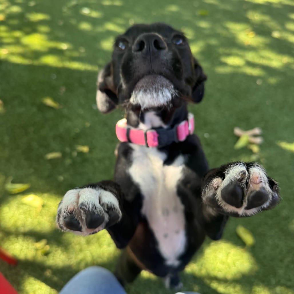 Photo of Damon, adoptable Terrier / Mix in Buellton, California