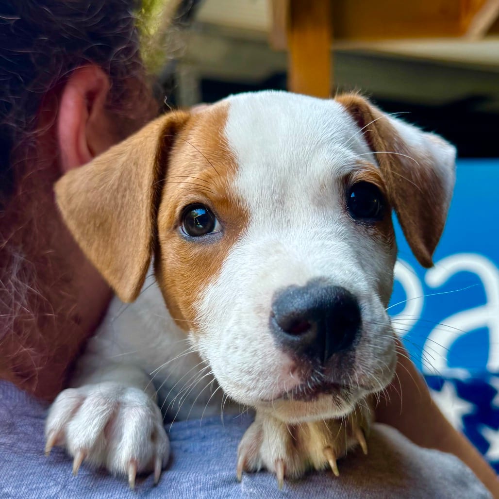 Photo of Uncle Iroh, adoptable Mixed Breed (Medium) in Decatur, Georgia