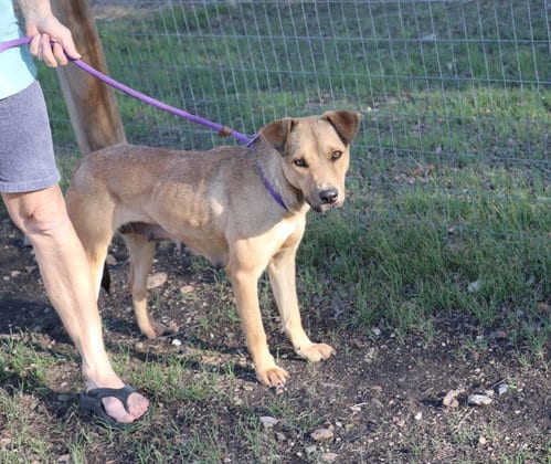 Photo of Daisy Renee, adoptable Labrador Retriever in Pflugerville, Texas