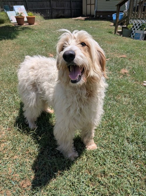 Photo of Oatmeal, adoptable Poodle (Standard) in Vail, Arizona