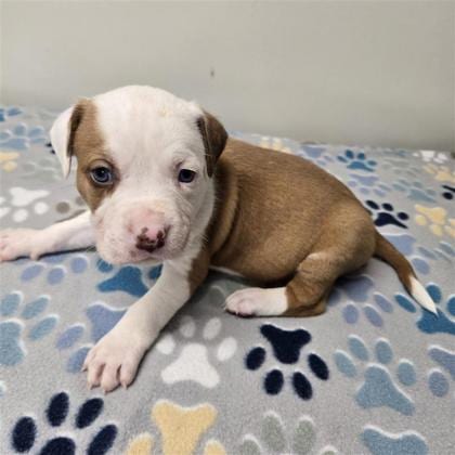 Photo of Aslan, adoptable Husky in Plano, Texas