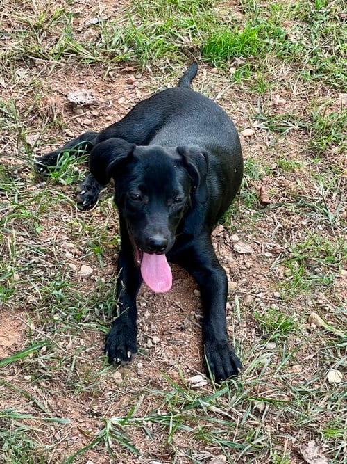 Photo of Huey, adoptable Catahoula Leopard Dog in Lakemont, Georgia