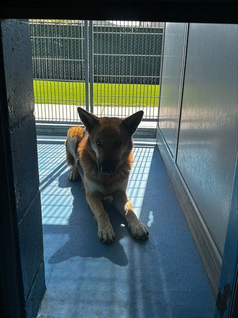 Photo of A171831, adoptable German Shepherd Dog in Bakersfield, California