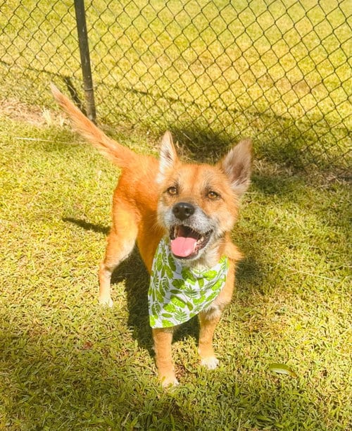 Photo of Foxy, adoptable Unknown breed in Greenville, South Carolina