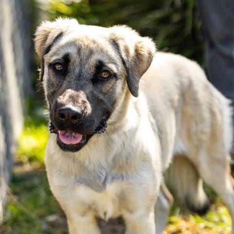 Photo of Ducky, adoptable Anatolian Shepherd in Camarillo, California