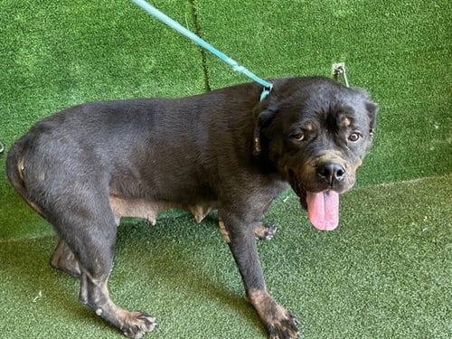 Photo of Olga, adoptable Rottweiler in Lancaster, California