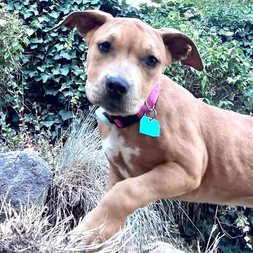 Photo of Hot Honey, adoptable Pit Bull Terrier in Oakland, California