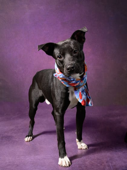 Photo of Rocky, adoptable dog in Atlanta, Georgia